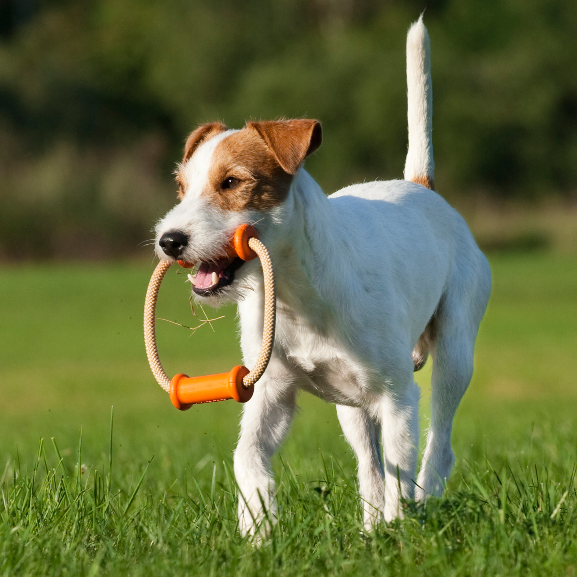 Major Dog Dummy Scuffle Small