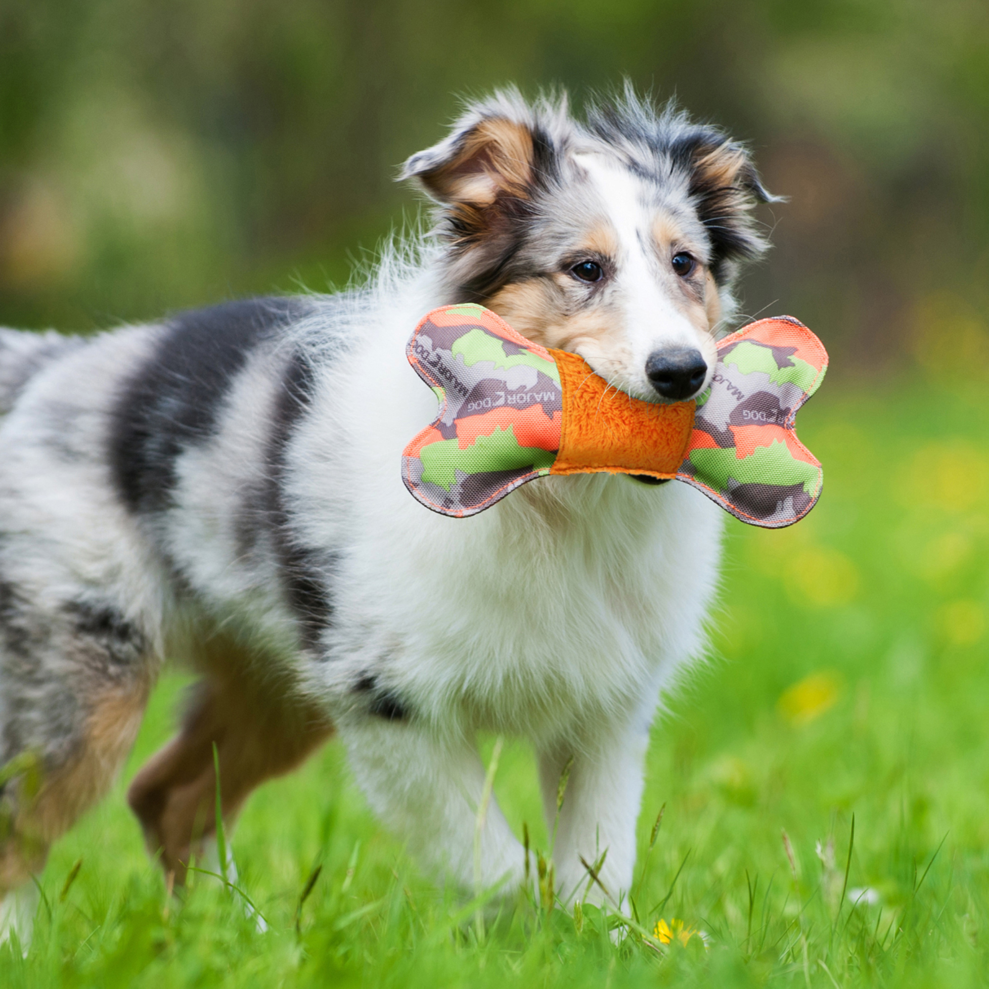 Major Dog bone met Plush