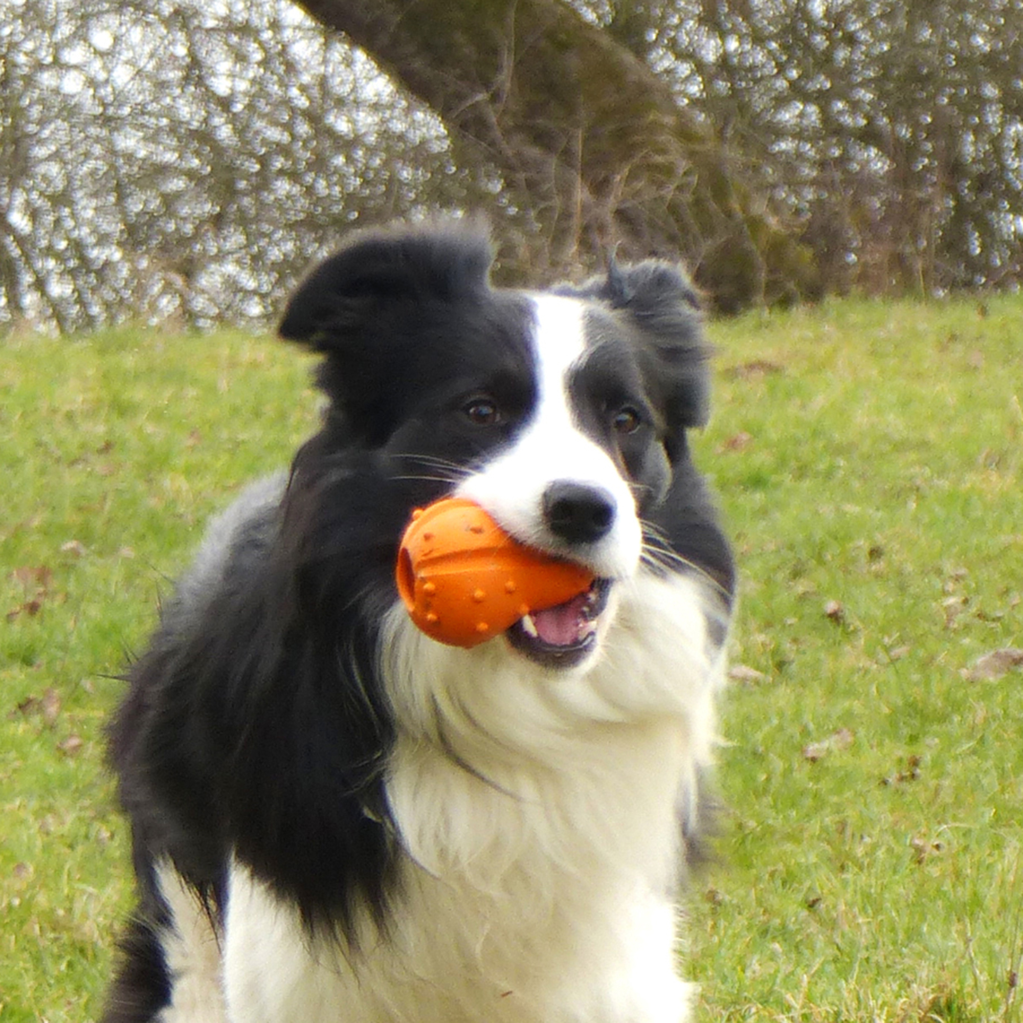 Major Dog Pumpkin