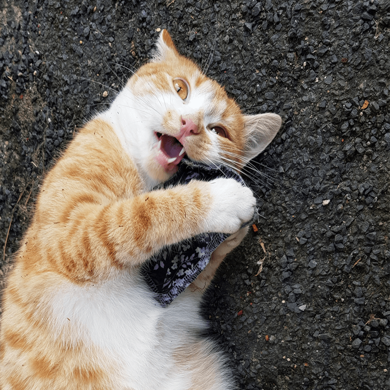 4cats klassieke knuffelkussen met kat