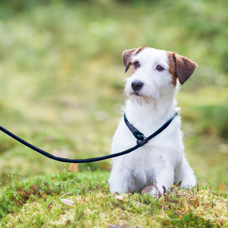 Rukka Pets Rope retriever lijn, zwart